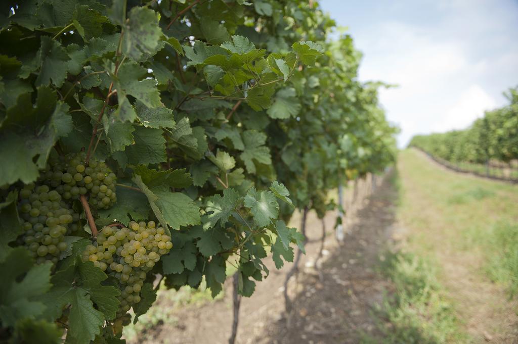 Weingut Martinshof Otel Sankt Ulrich  Dış mekan fotoğraf
